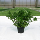 Maroccan mint