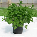 Mentha piperita