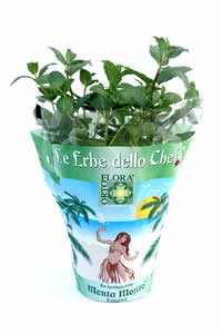 erbe aromatiche in vaso